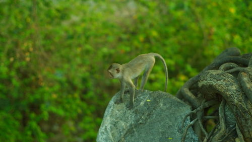 Monkey looking away on rock