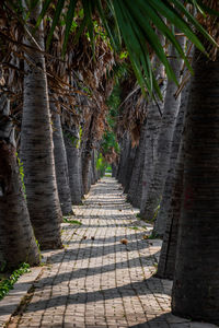 Sugar palm tunnel in nakhon ratchasima, thailand