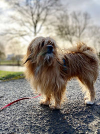 Close-up of dog