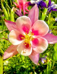 Close-up of pink flower blooming outdoors