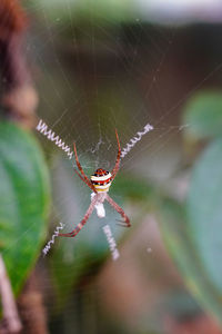 Close-up of spider on web