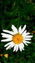 Close-up of white flower blooming outdoors