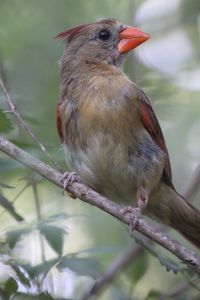 Close-up of female northern cardinal perching on twig