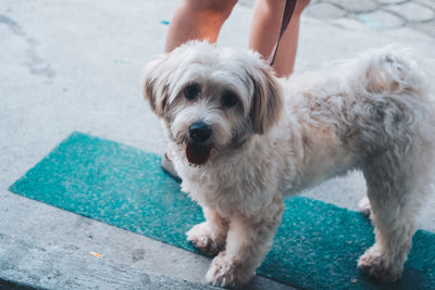 Midsection of person with dog standing on floor