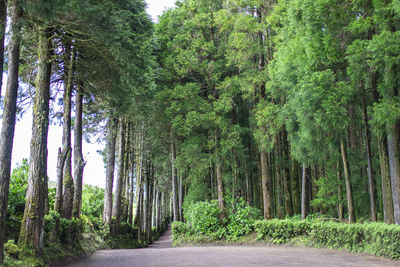 Road amidst trees in forest