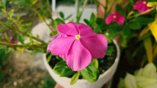 Close-up of pink flower