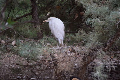 White bird perching on a field