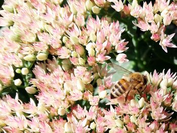 Close-up of insect on pink flower