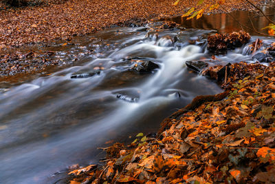 High angle view of autumn leaves in stream