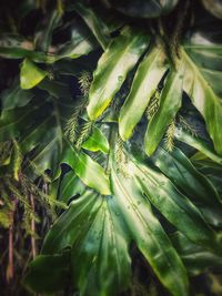 Close-up of fresh green leaves