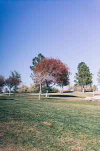 Trees on field against clear sky