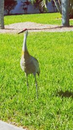 Bird perching on field