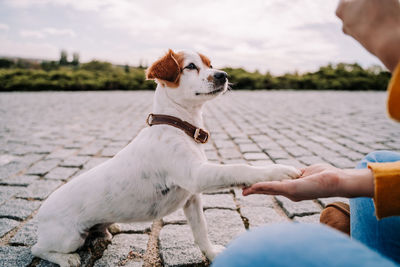 Midsection of people with dog