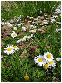 White flowers blooming on field
