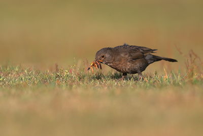 An eurasian blackbird collecting worms