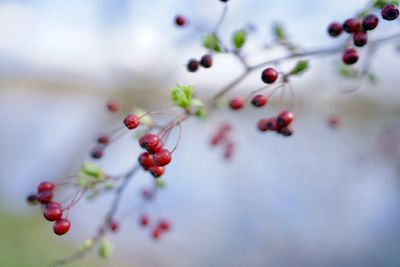 Close-up of berries growing on tree