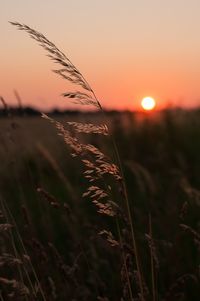 Close-up of plants growing on field at sunset