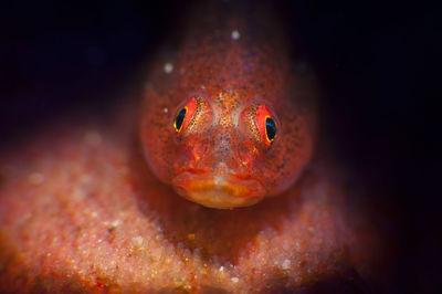 Close-up of fish underwater