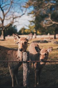 Portrait of an animal on field