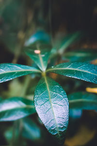 Close-up of plant leaves