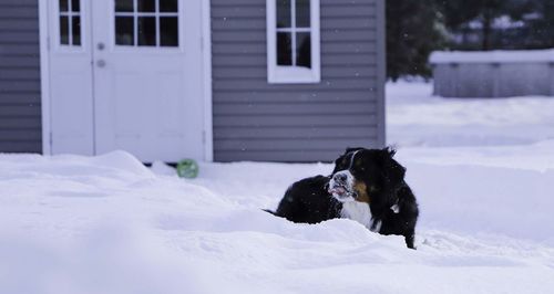 Dog on snow covered landscape