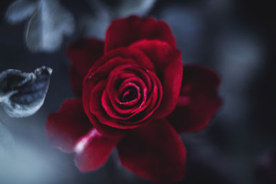 Close-up of red rose