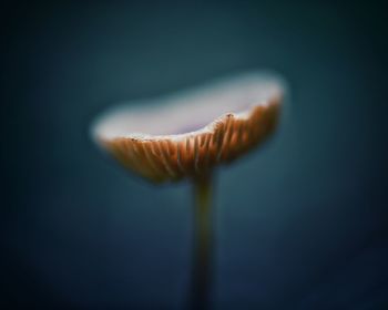 Close-up of mushroom growing on plant