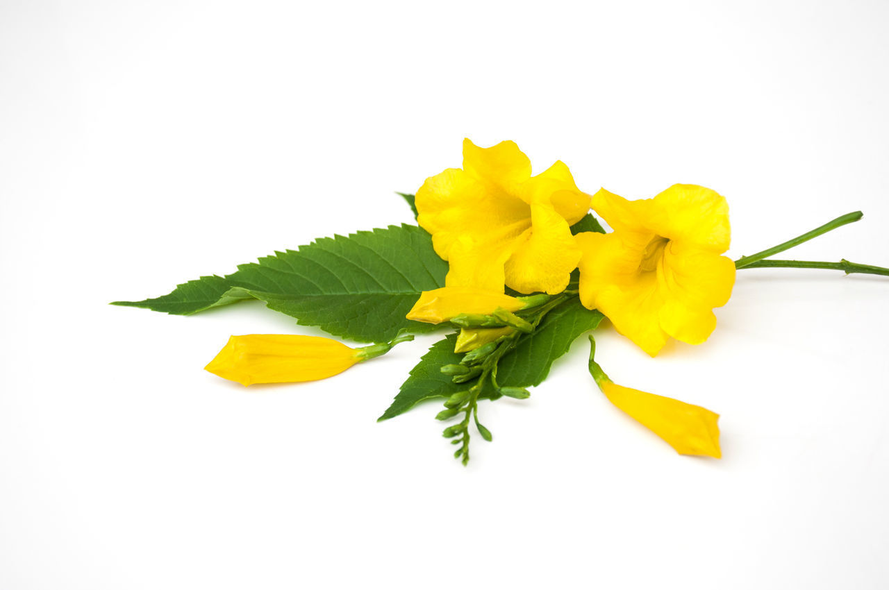 CLOSE-UP OF YELLOW FLOWERS AGAINST WHITE BACKGROUND