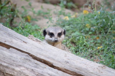 Portrait of meerkat