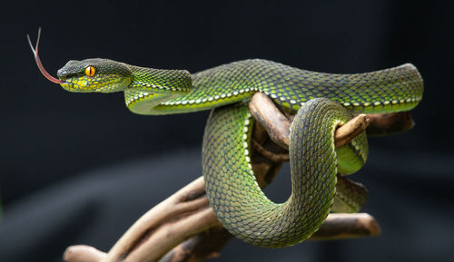 Close-up of green viper snake on black background