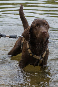 Portrait of dog standing in lake