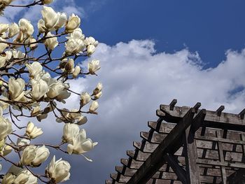 Low angle view of white flowering plants against sky