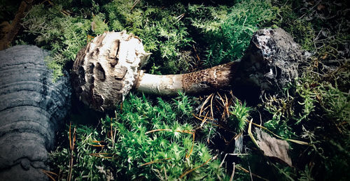 View of tree trunk in forest