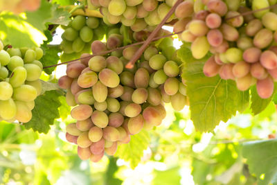 Close-up detail of grapes at a vineyard at colchagua valley in chile