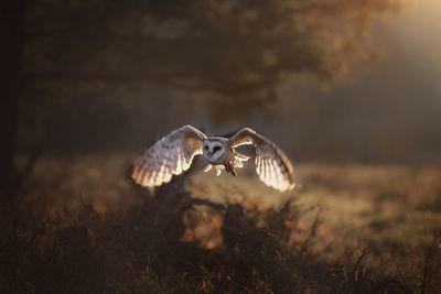 Barn owl in sunset light