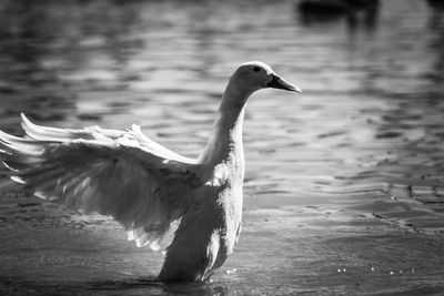 Close-up of duck in lake