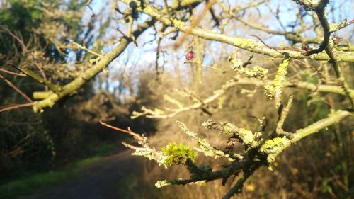 Close-up of bee on tree