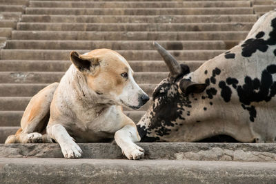 View of a dogs and a cow resting on staircase