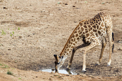 Giraffe drinking water in national park