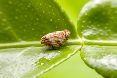 Close-up of insect on leaf