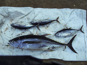 High angle view of fish