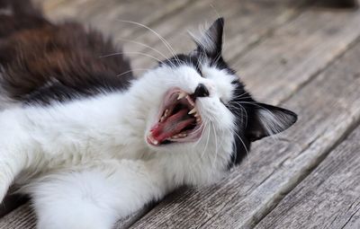 Close-up of cat yawning