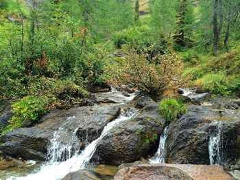 Close-up of stream along trees