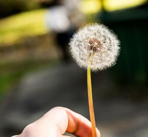 Close-up of hand holding dandelion