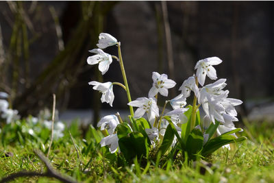 Close-up of fresh white flowers