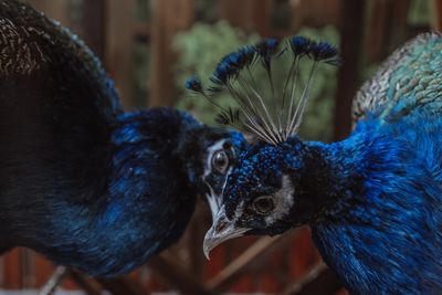 Close-up of two birds