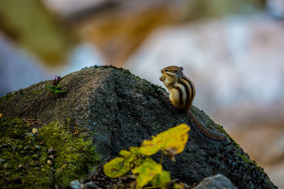 Close-up of lizard on tree