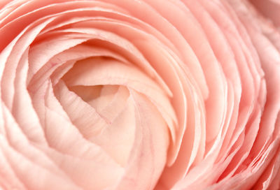 Beige pink fresh rose petals in macro. soft focus. backdrop for wedding invitation