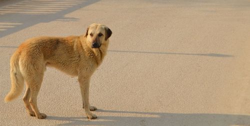 Dog standing on road