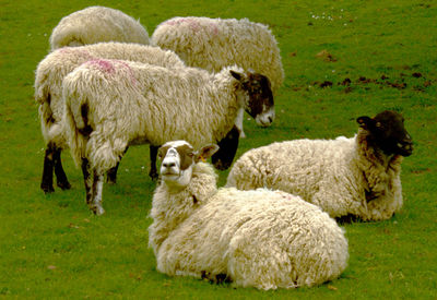 Sheep grazing on grassy field